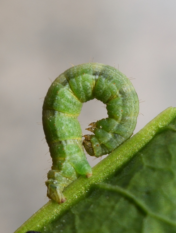 Camptogramma bilineata, Geometridae